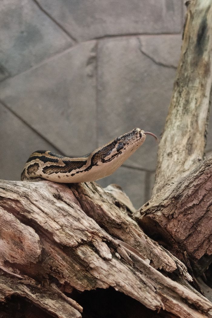 about-us A ball python resting on intricately textured wood, showcasing natural patterns and textures.